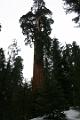 20-Sequoia 0018